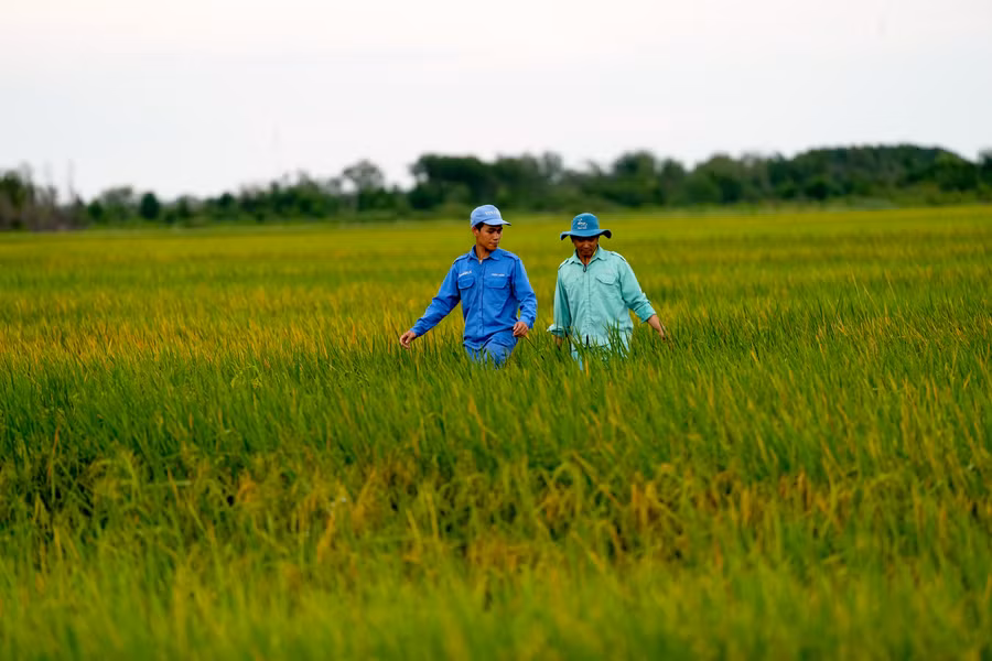 Cánh đồng lúa ST25 chuẩn Organic Châu Âu, một ví dụ điển hình cho sự hồi sinh của những vùng đất cằn cỗi.