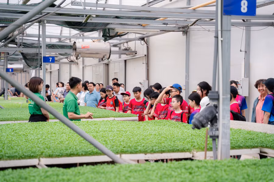 Tại nông trường WinEco Tam Đảo, từng khu vực trồng rau được bao bọc bởi nhà kính, nhà màng hiện đại, được chăm sóc bằng hệ thống tưới tự động và phun sương để giữ ẩm.