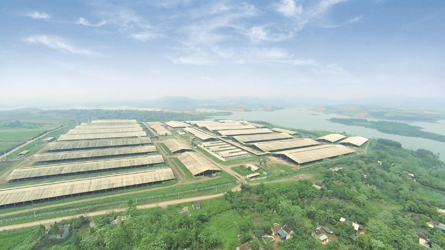 Một góc trang trại tại “thủ phủ” bò sữa của Tập đoàn TH tại Nghĩa Đàn – Nghệ An.