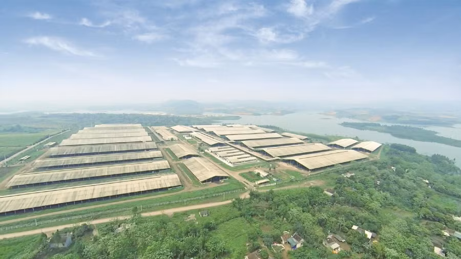 Một góc trang trại tại “thủ phủ” bò sữa của Tập đoàn TH tại Nghĩa Đàn – Nghệ An.