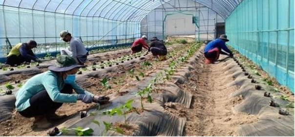 Lao động Việt Nam làm nông nghiệp ở Hàn Quốc (Internet) Lao động Việt Nam làm nông nghiệp ở Hàn Quốc (Internet)