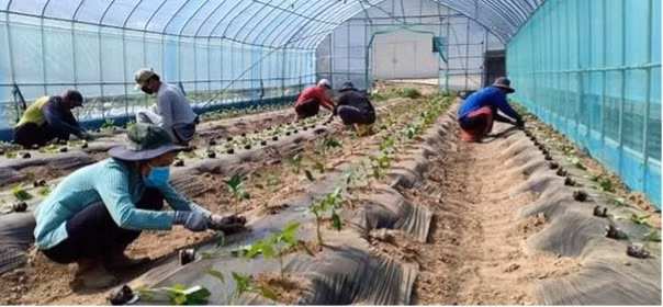Lao động Việt Nam làm nông nghiệp ở Hàn Quốc (Internet)