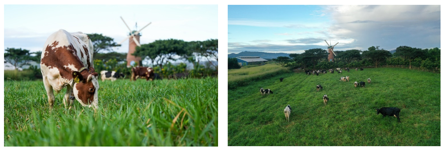 Đàn bò sữa tại trang trại Organic được chăm sóc đặc biệt theo tiêu chuẩn hữu cơ Châu Âu.