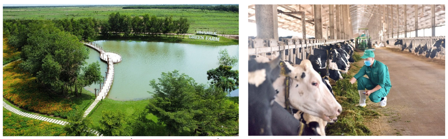 Vinamilk tập trung đầu tư môi trường sống trong lành với chế độ chăm sóc đặc biệt cho đàn bò sữa.