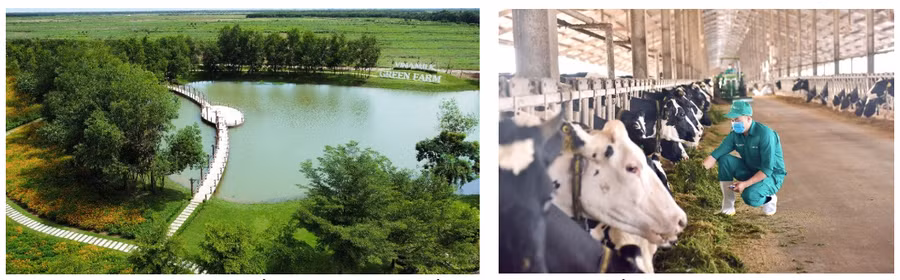 Vinamilk tập trung đầu tư môi trường sống trong lành với chế độ chăm sóc đặc biệt cho đàn bò sữa.