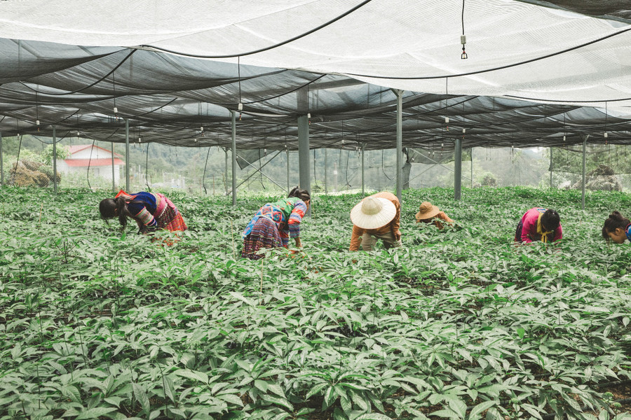 Lao động địa phương làm việc trong nhà màng trồng sâm của Cỏ Mềm. Lao động địa phương làm việc trong nhà màng trồng sâm của Cỏ Mềm.