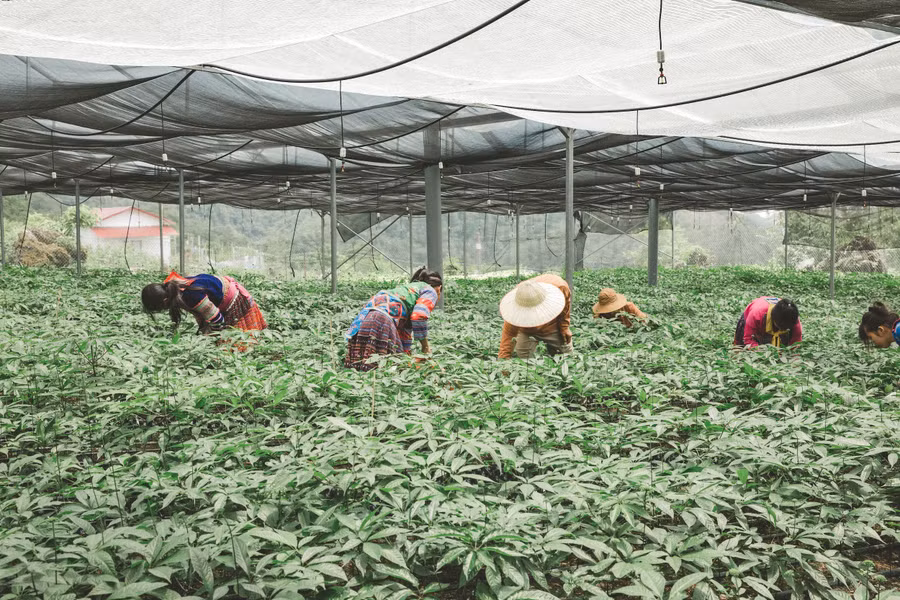 Lao động địa phương làm việc trong nhà màng trồng sâm của Cỏ Mềm.