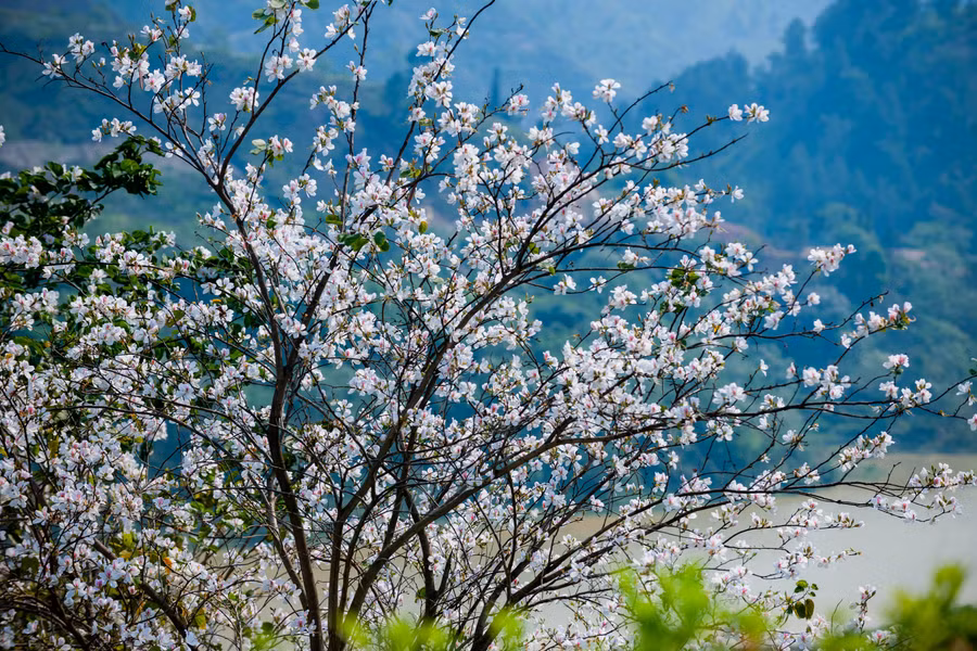 Hoa ban nở trắng xóa sườn đồi Điện Biên.