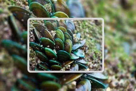 Dầu vẹm xanh giúp cải thiện tình trạng thoái hóa cột sống thắt lưng L4 L5 hiệu quả.