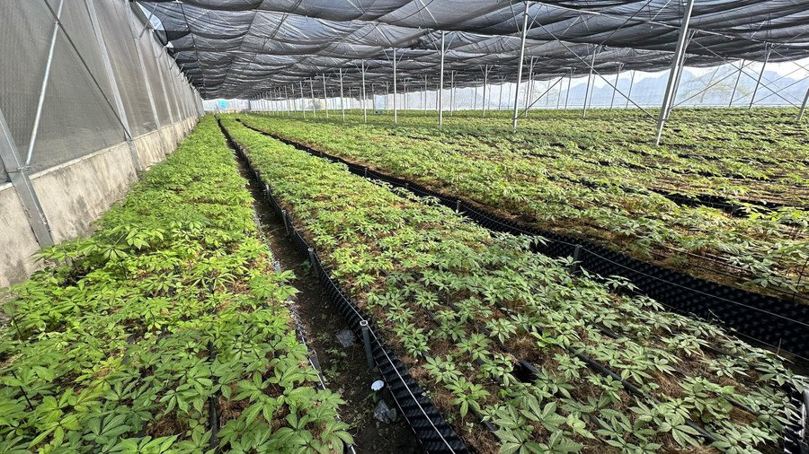 Bên trong nhà màng trồng sâm của Cỏ Mềm. Bên trong nhà màng trồng sâm của Cỏ Mềm.