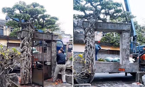 Gia chủ Hà Nội bán cây "khuyến mãi"... cổng nhà ảnh 2 Ông Tình mua cả cây, cả cổng và cửa sắt, chỉ trừ lại duy nhất... biển số nhà. Ảnh: Hoàng Vinh.