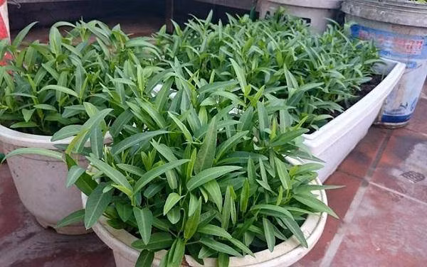 6 loai rau thich hop trong vao mua xuan, me hai moi tay, bo con an da mieng - 6