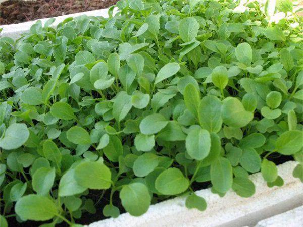 6 loai rau thich hop trong vao mua xuan, me hai moi tay, bo con an da mieng - 2