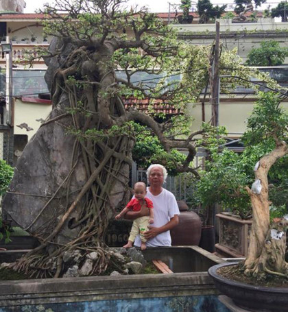 Ông Tình cho biết trong nhà hiện cócả trăm cây cảnh to, vài trăm cây nhỏ nhưng rất muốn mua thêm cây sanh này làm dày bộ sưu tập của mình. Ảnh: NVCC.