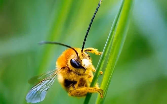 Phát hiện mới đầy thú vị về khả năng học hỏi của loài ong nghệ