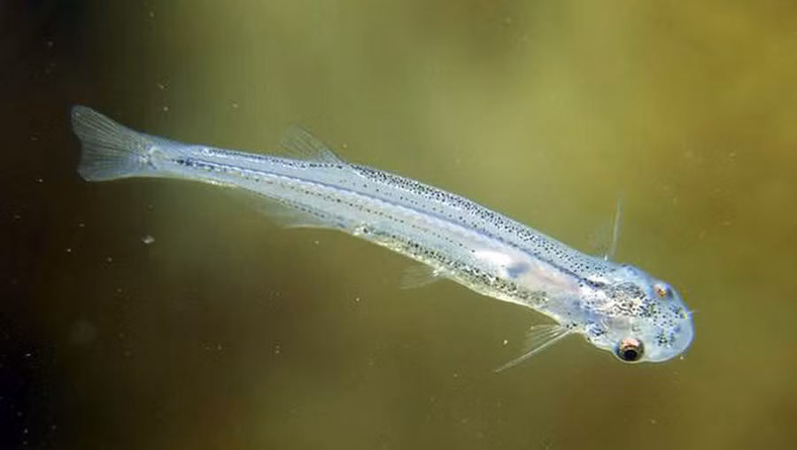 Loài cá nhỏ bé tưởng chừng như vô hại này nhưng lại là một trong những ký sinh trùng đáng sợ nhất hành tinh.