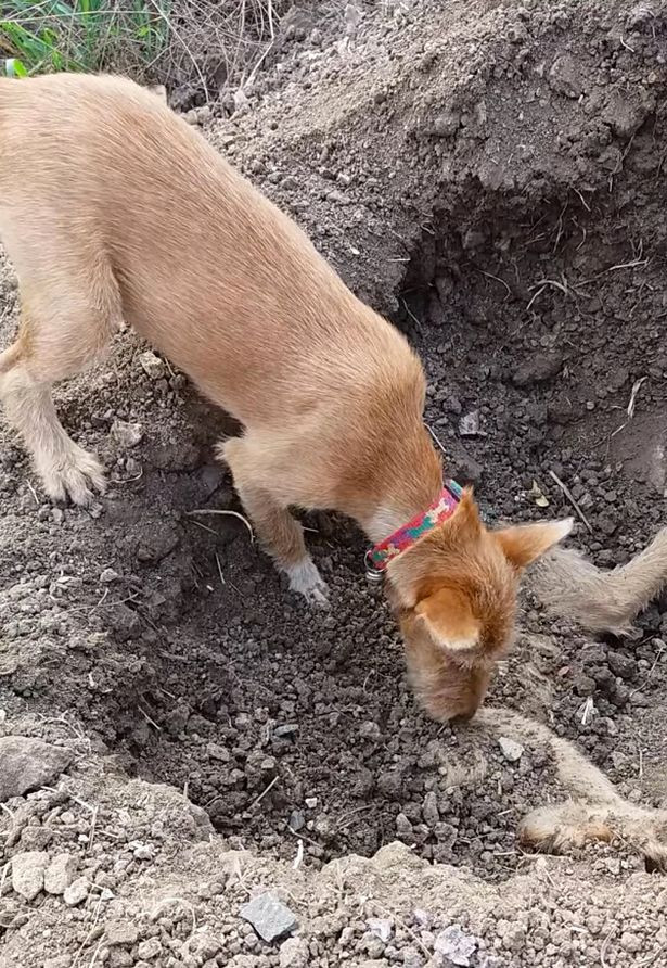 Chú chó hoang tình nghĩa tự đào hố chôn bạn thân qua đời vì tai nạn - Ảnh 2. Chú chó hoang tình nghĩa tự đào hố chôn bạn thân qua đời vì tai nạn - Ảnh 2.