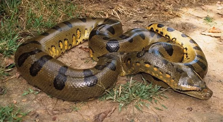 Trăn Anaconda là loài rắn lớn nhất thế giới.