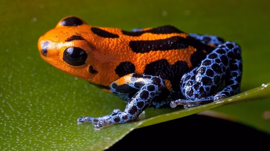 Ếch phi tiêu độc có màu sắc rất rực rỡ để cảnh báo những con vật khác về độ nguy hiểm của chúng.