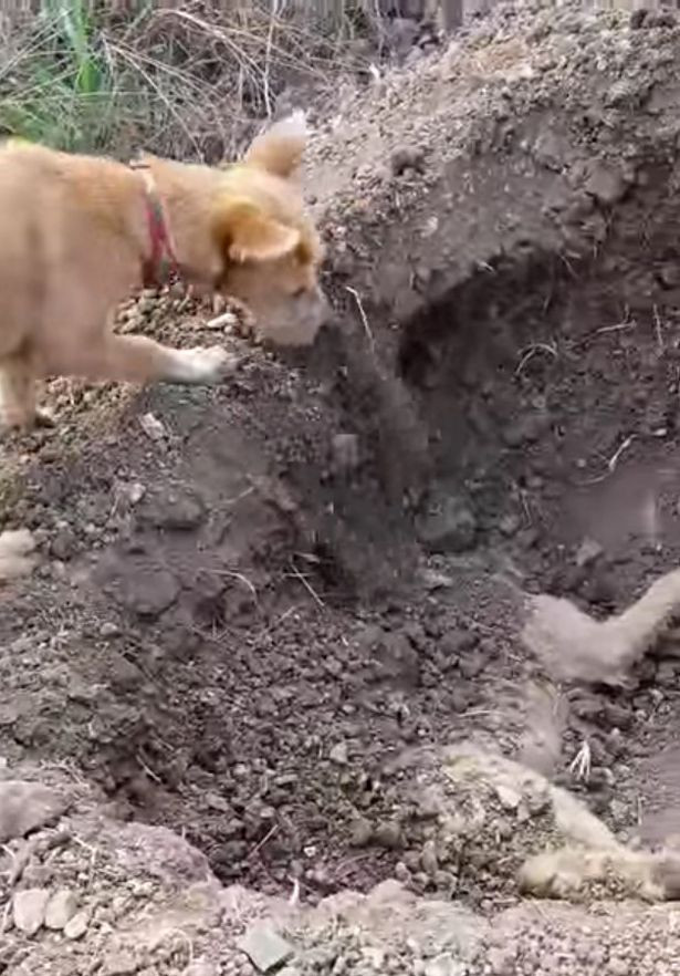Chú chó hoang tình nghĩa tự đào hố chôn bạn thân qua đời vì tai nạn - Ảnh 3. Chú chó hoang tình nghĩa tự đào hố chôn bạn thân qua đời vì tai nạn - Ảnh 3.