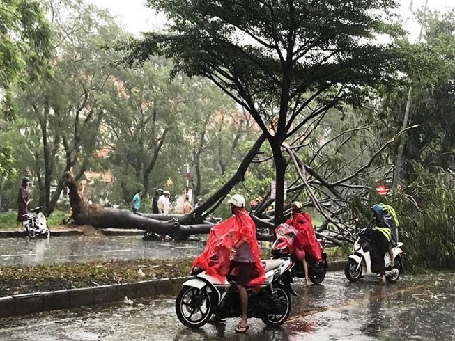 Bão số 9: Cây xanh bật gốc đè chết một người đi xe máy ở TP.HCM ảnh 1 Cây xanh bật gốc đè chết một người đi xe máy ở TP.HCM