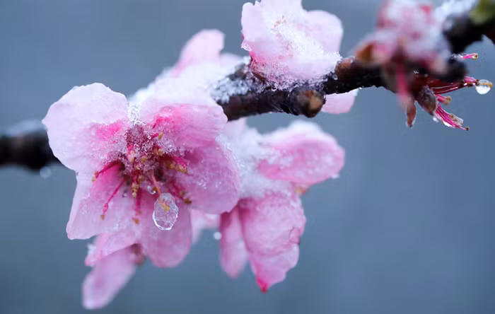 "Đóng băng" cái đẹp ảnh 1