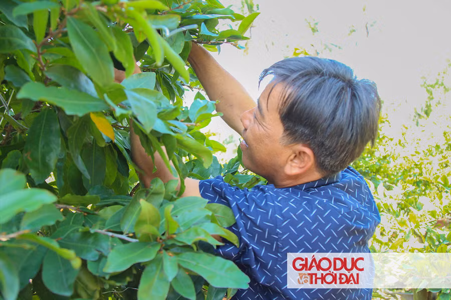 Chú Huỳnh Văn Hải chia sẻ về nghề trồng mai.