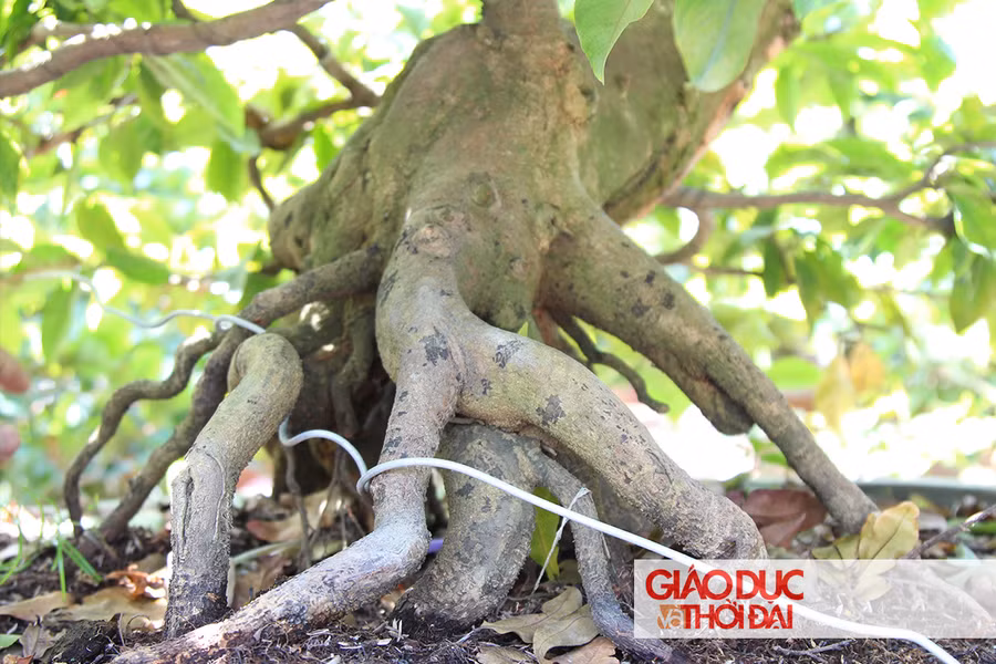 Mai bonsai với gốc to, bề thế, được rất nhiều người săn đón vì dáng đẹp, những cây có dáng lạ sẽ được định giá rất cao.