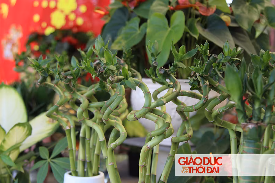Bên cạnh hoa, nhiều chậu cây phát lộc cũng góp mặt để tô điểm thêm cho không gian tết, cầu mong may mắn và thịnh vượng mỗi dịp tết đến xuân về.
