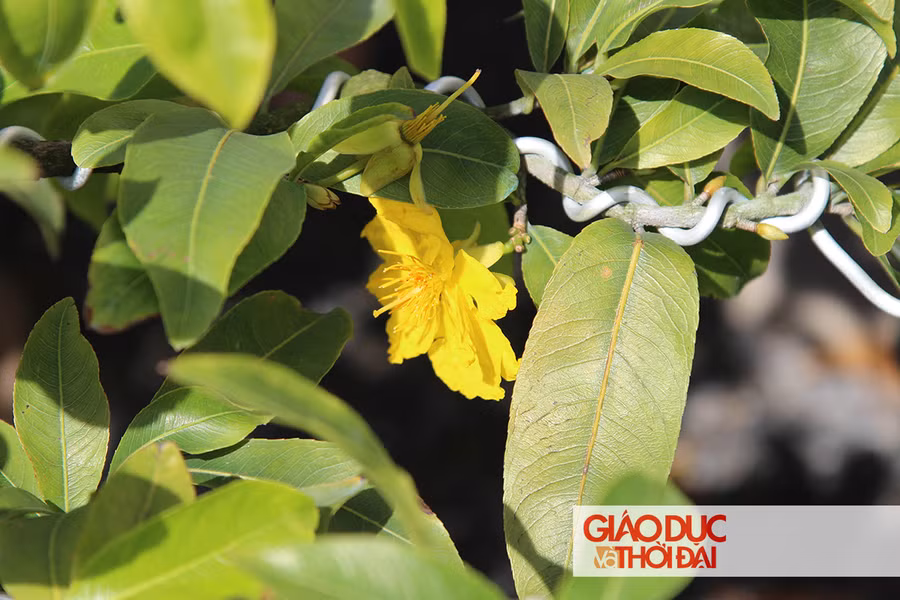 Hoa mai là một trong những loại cây không thể thiếu mỗi dịp xuân về, vì thế, không ít người đã chọn gắn bó với nghề này để mang sắc thắm, tô điểm thêm cho ngày tết truyền thống của người Việt.