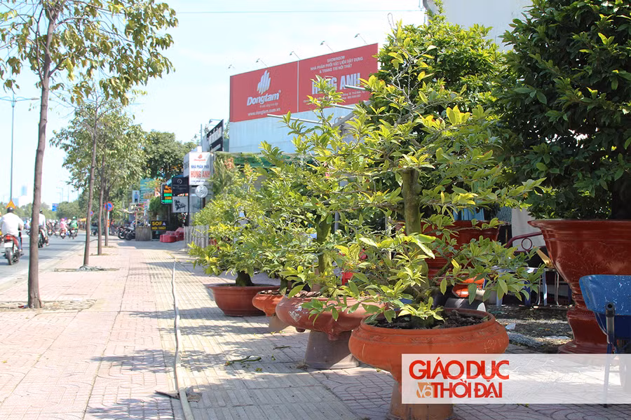 Những chậu mai với kích thước vừa phải cũng được bày bán rất nhiều tại tuyến đường này.