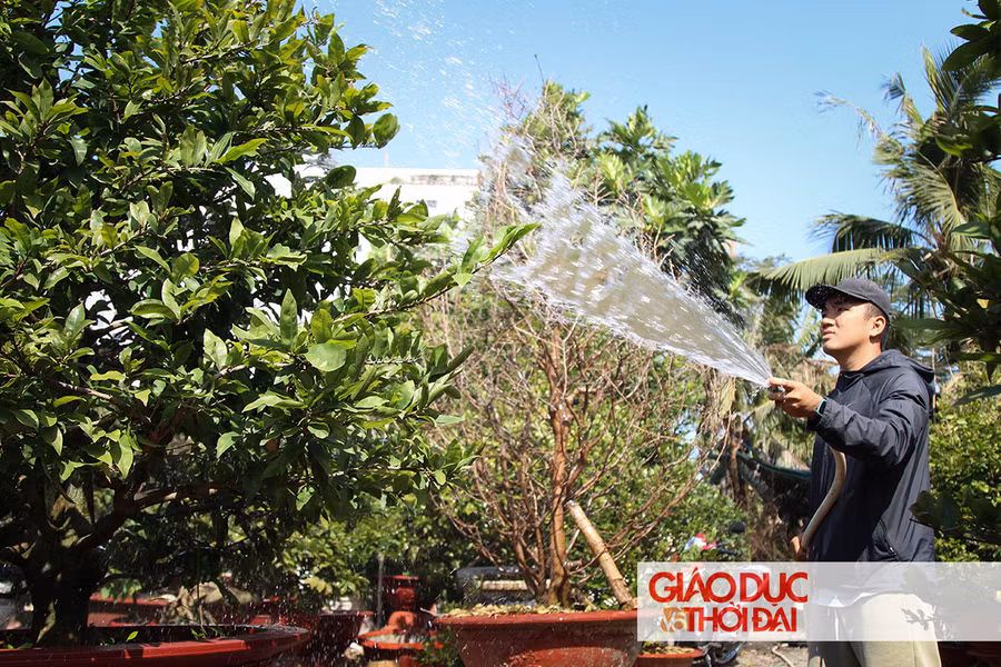 Việc tưới nước làm sao, cũng cần phải tính toán, tưới nước nhiều cây sẽ bị ngập úng, tưới nước ít thì lại không đủ.