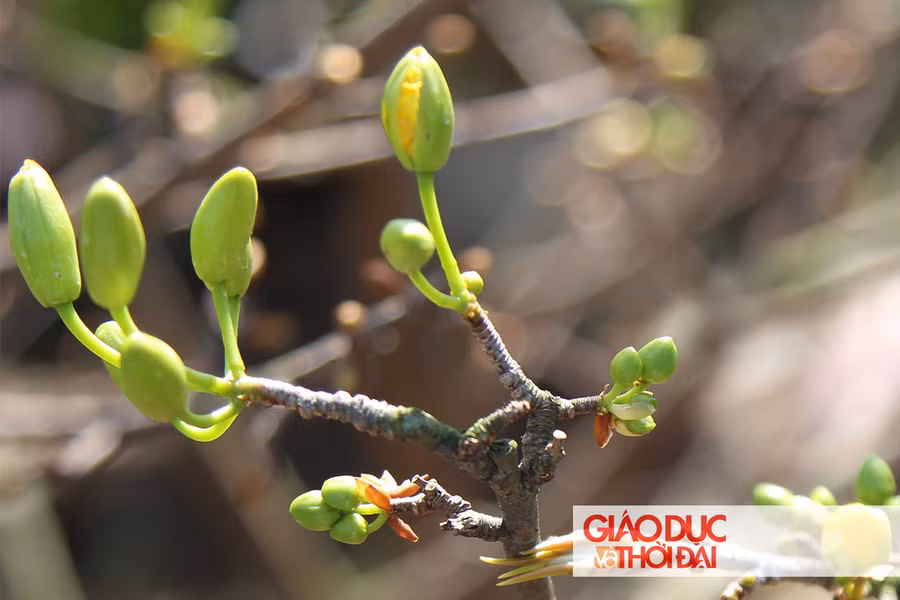 Những nụ mai chớm đơm chồi sau khi cây được vặt lá.