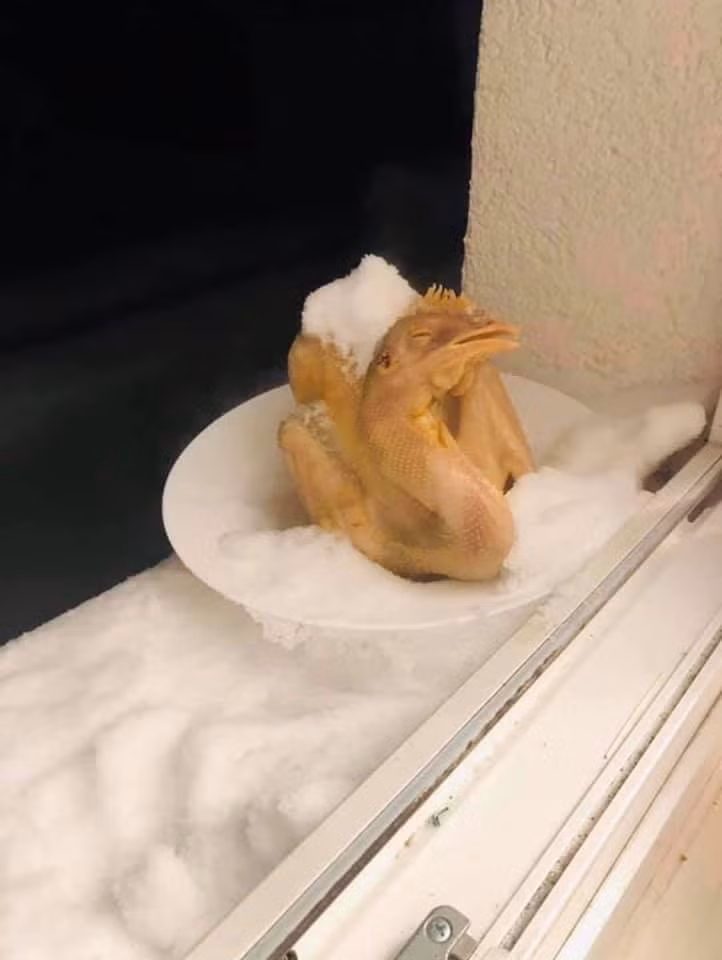 Tết rảnh quá, gà nằm ngắm tuyết.