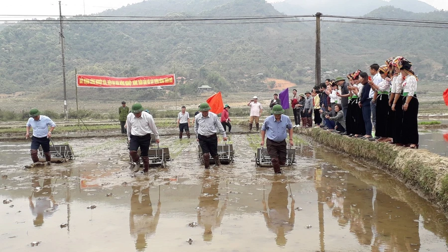 Điện Biên khai xuân sản xuất nông, lâm nghiệp