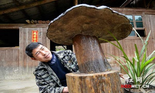 Nấm linh chi là loại thuốc tốt để chữa bệnh và tượng trung cho sự may mắn. Ảnh:Red Net. nam-linh-chi-to-nhu-cai-chau-o-trung-quoc-1