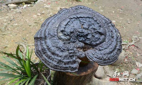 Cây nấm linh chi hoang dã to như chậu rửa mặt ở Trung Quốc. Ảnh:Red Net. nam-linh-chi-to-nhu-cai-chau-o-trung-quoc