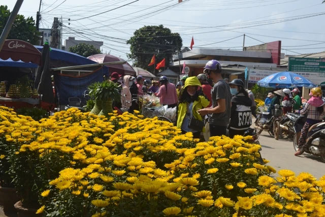 Xuân tràn ngập trên đảo tiền tiêu Lý Sơn