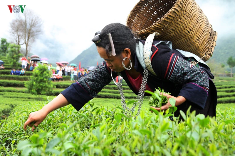 Việc tranh mua, tranh bán thời gian qua đang làm phá vỡ vùng nguyên liệu chè và gây ảnh hưởng tới thương hiệu chè của Lai Châu.