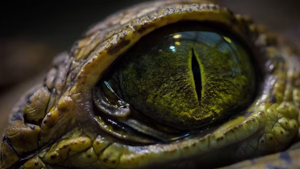 Nghiên cứu chứng minh huyền thoại cá sấu “săn mồi lúc ngủ” là có thực