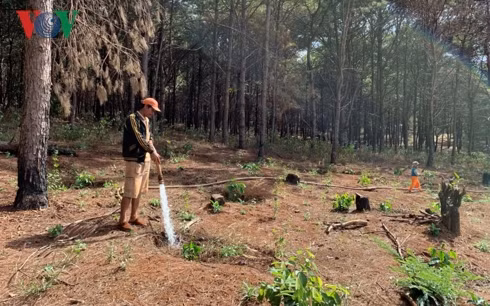 Bất lực nhìn rừng thông phòng hộ bị “tàn sát” ở Gia Lai 