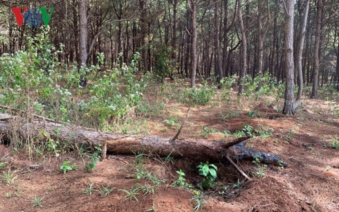 bat luc nhin rung thong phong ho bi "tan sat" o gia lai hinh 3