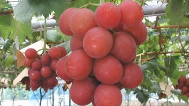 Những loại quả đắt tiền màu đỏ mà nhà giàu thường mua dịp Tết cho may mắn-4