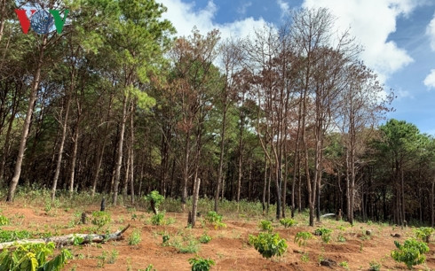 bat luc nhin rung thong phong ho bi "tan sat" o gia lai hinh 2