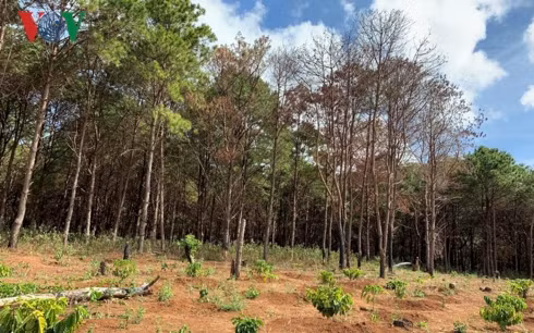 bat luc nhin rung thong phong ho bi "tan sat" o gia lai hinh 2