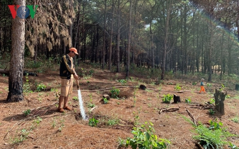 bat luc nhin rung thong phong ho bi "tan sat" o gia lai hinh 1