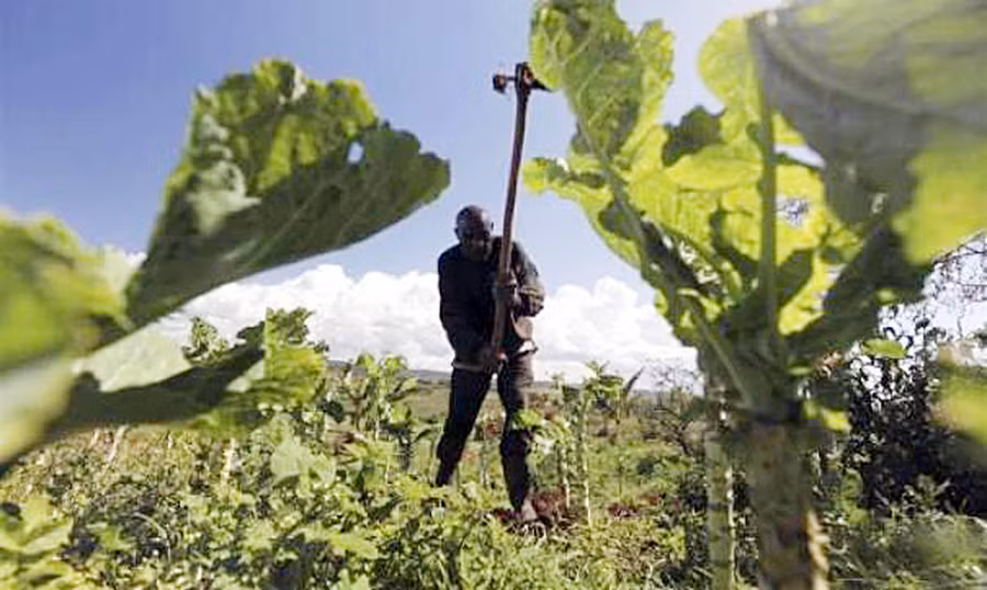 Người lao động trong nền nông nghiệp truyền thống chịu tác động không nhỏ bởi việc ứng dụng công nghệ trong sản xuất lương thực