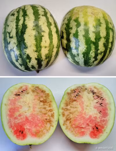 5 đặc điểm của dưa hấu bạn đừng bao giờ mua - 4