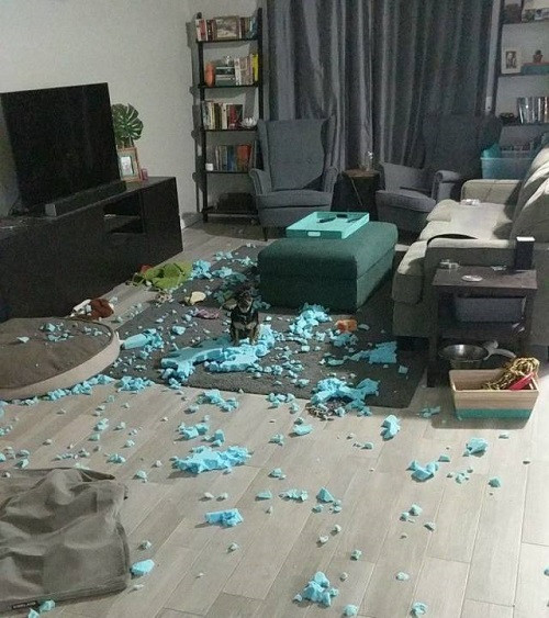 Nuôi giặc trong nhà. Nuôi giặc trong nhà.