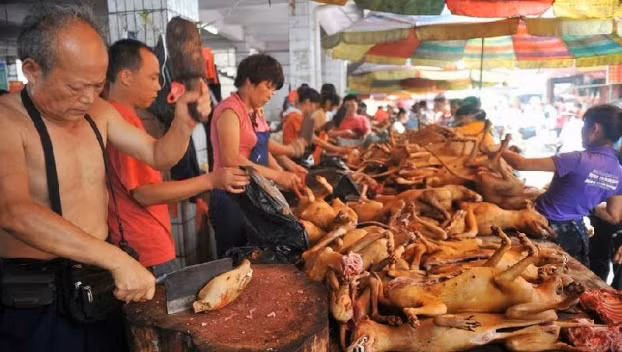  Phố Nhật Tân thời bán thịt chó nhiều nhất 